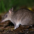 Long-nosed Bandicoot (grass area). In contrast, Brown Bandicoots tend to stay in rainforest.<br />Canon EOS 6D + EF400 F5.6L + SPEEDLITE 580EXII + Better Beamer